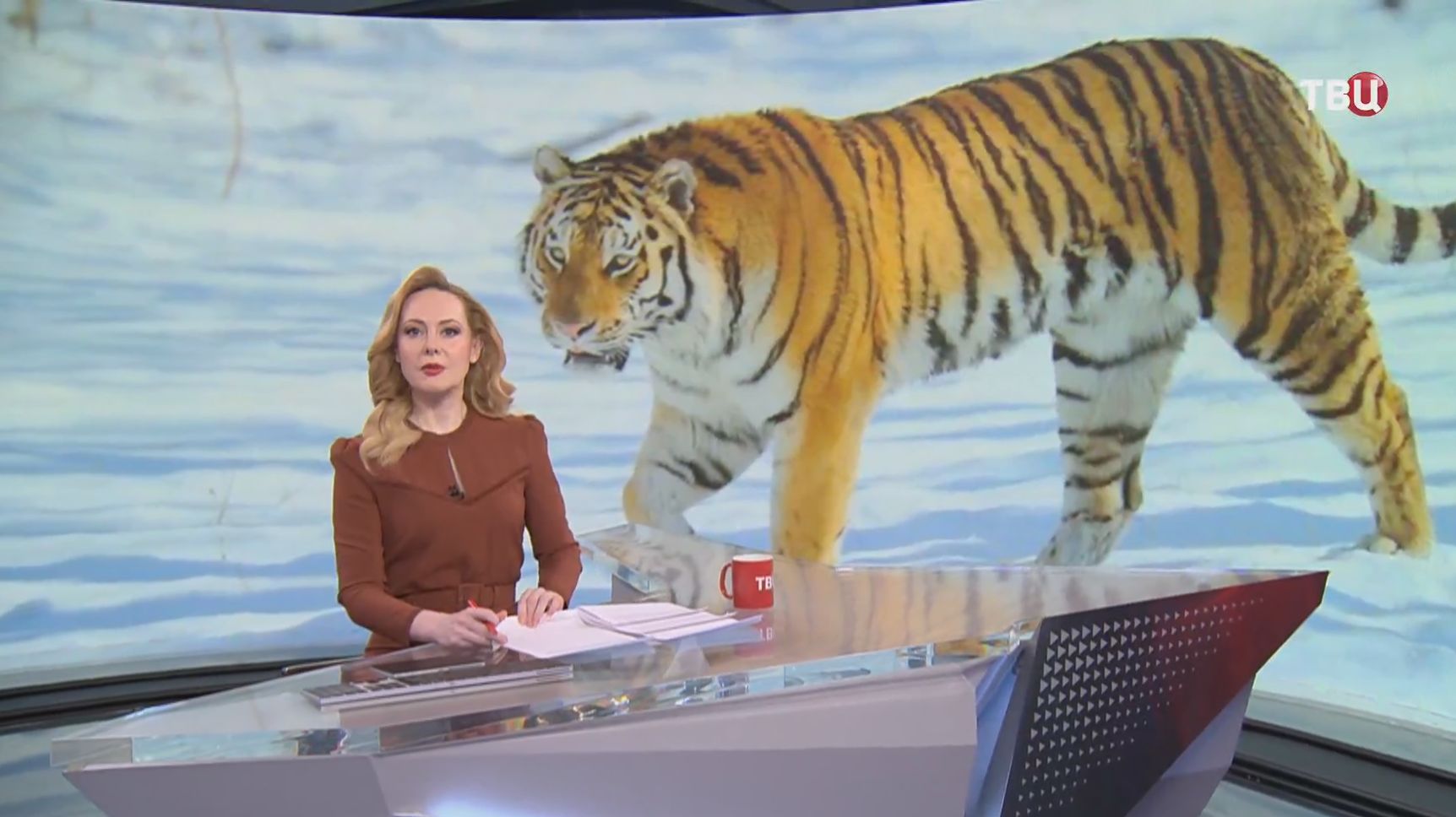 Тигр выплюнул из пасти кошку на глазах жительницы Приморья смотреть онлайн