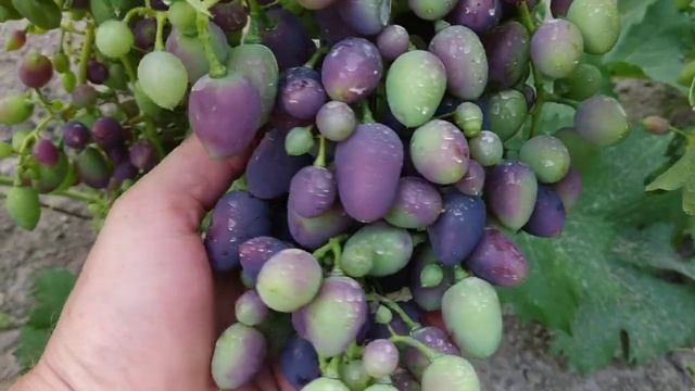Виноград, окрашивание ягоды смотреть онлайн