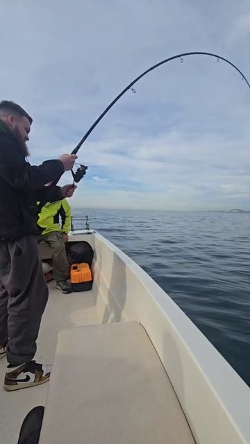 Котик, котик, тёпленький животик. смотреть онлайн