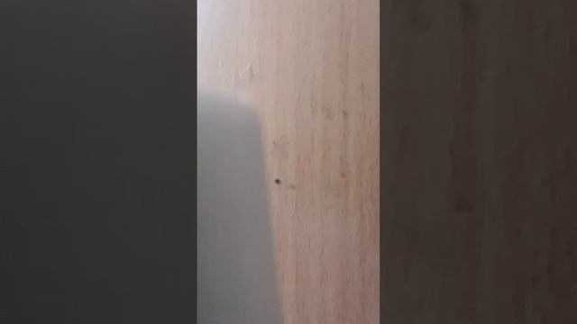 831.mp4 смотреть онлайн