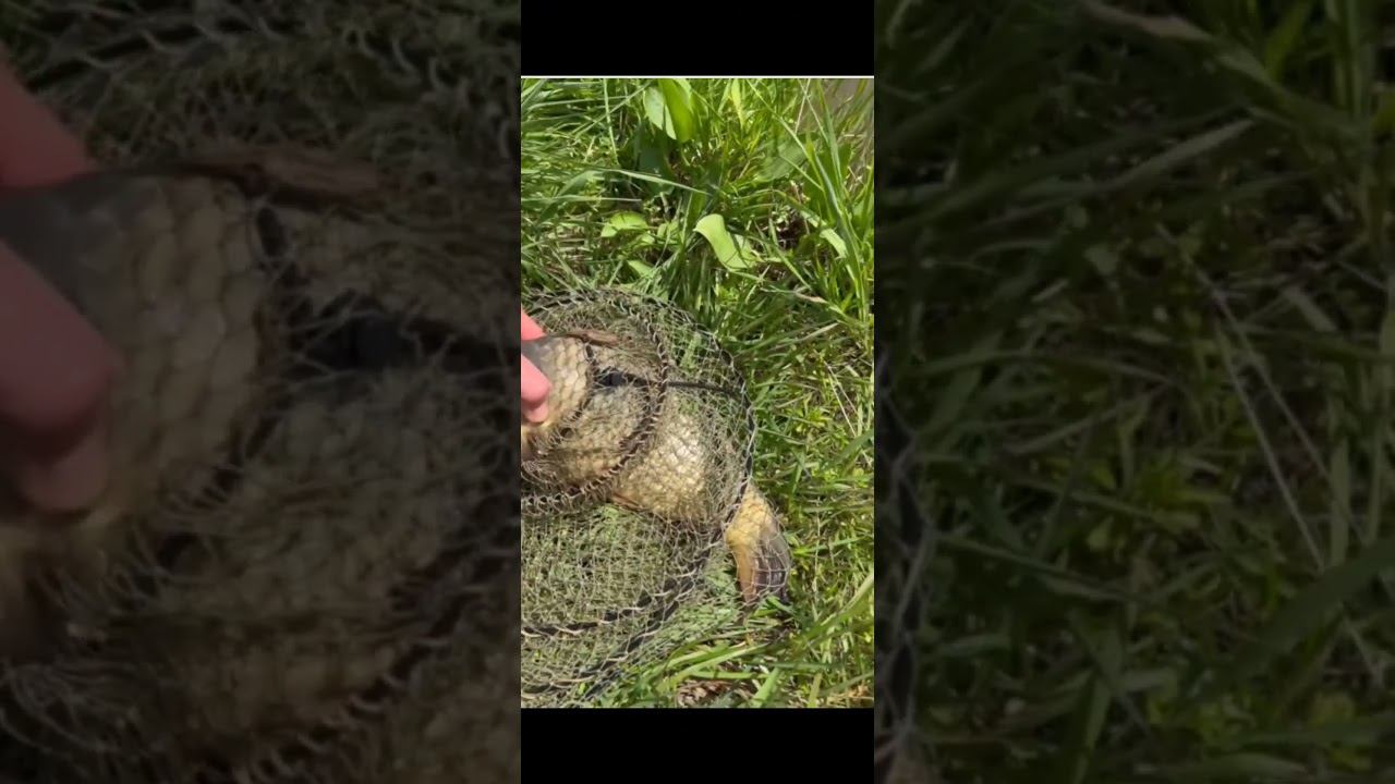 Пойманная рыба была отпущена рыбаком обратно в пруд fishing платнаярыбалка carpfishing carp