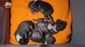 🧸 АНГЕЛОЧЕК, БОГДАН, БУЗЯ И БОГАТЫРЬ 🧸