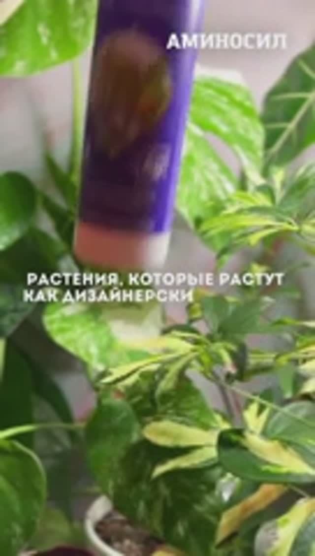 ☘️Растения, которые растут как дизайнерские объекты смотреть онлайн