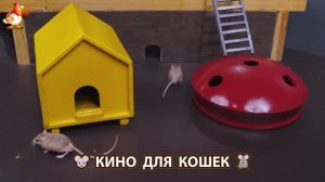 Видео для кошек про крысок развлекать питомцев 🐭🐀😂 (446)