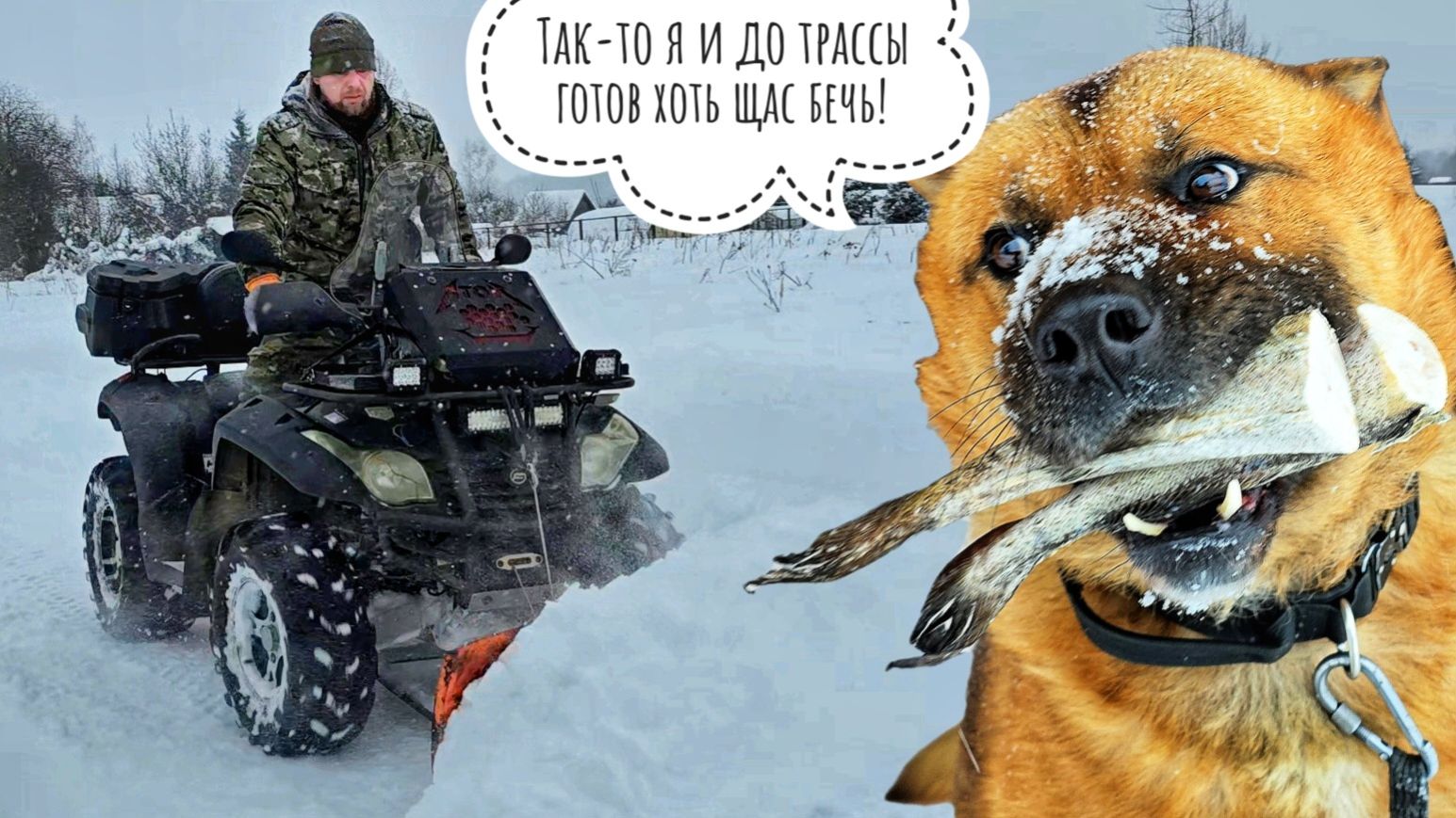 Добрый сыч Лучик (не кликбейт!). К Псу Кубику не приехала автолавка, а мы собирались в Москву смотреть онлайн