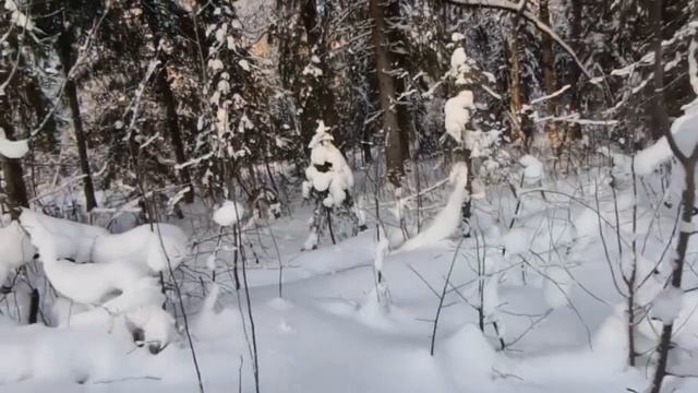 Осмотрел свои владения. Как я сходил в лес