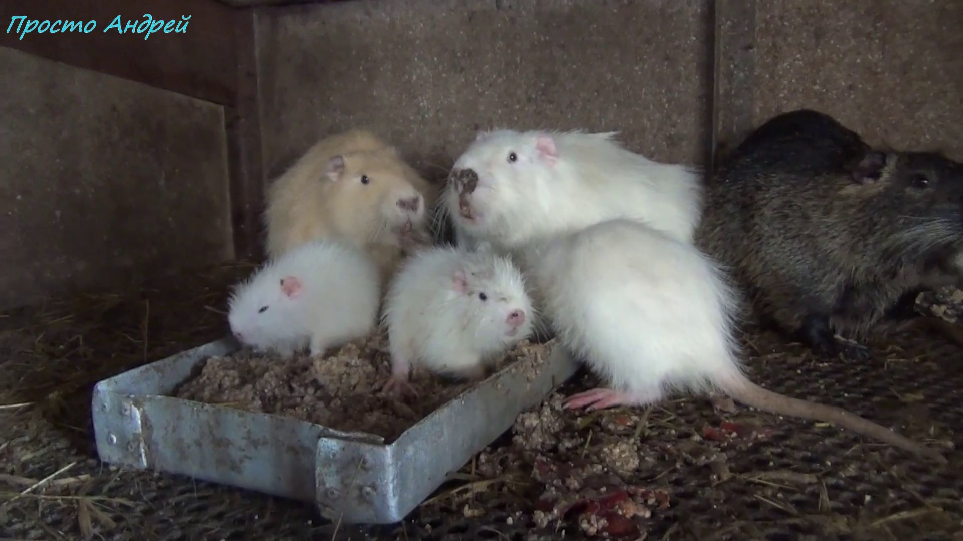 КАК Нутрия выдержала морозы осмотр смотреть онлайн