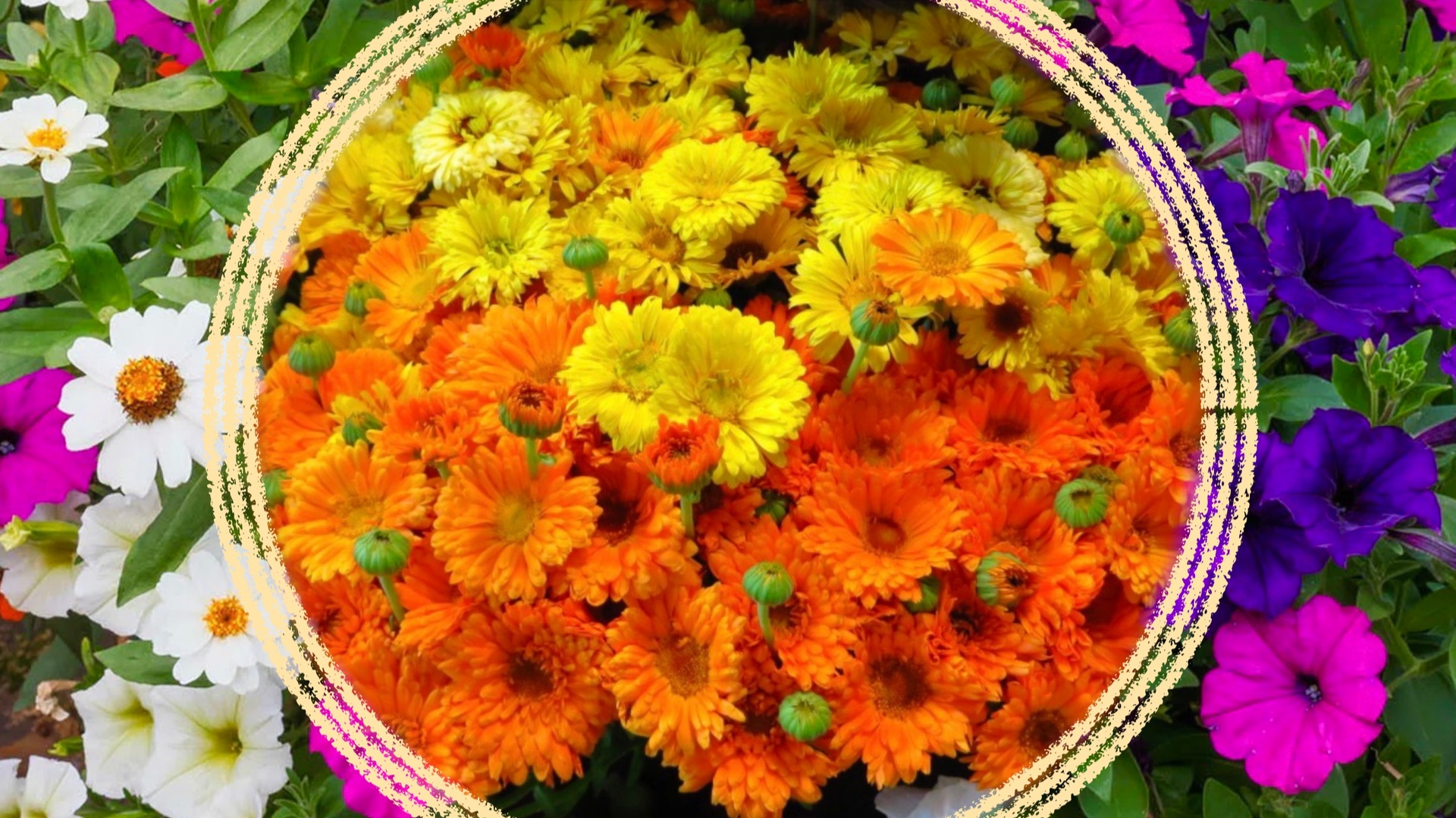 Цветущие все лето палочки-выручалочки в саду. смотреть онлайн