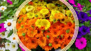 Цветущие все лето палочки-выручалочки в саду.