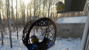 Синицы лазоревки сестрицы