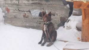 Что это?Хитрость или болезнь!? 🤒 28-01-2026