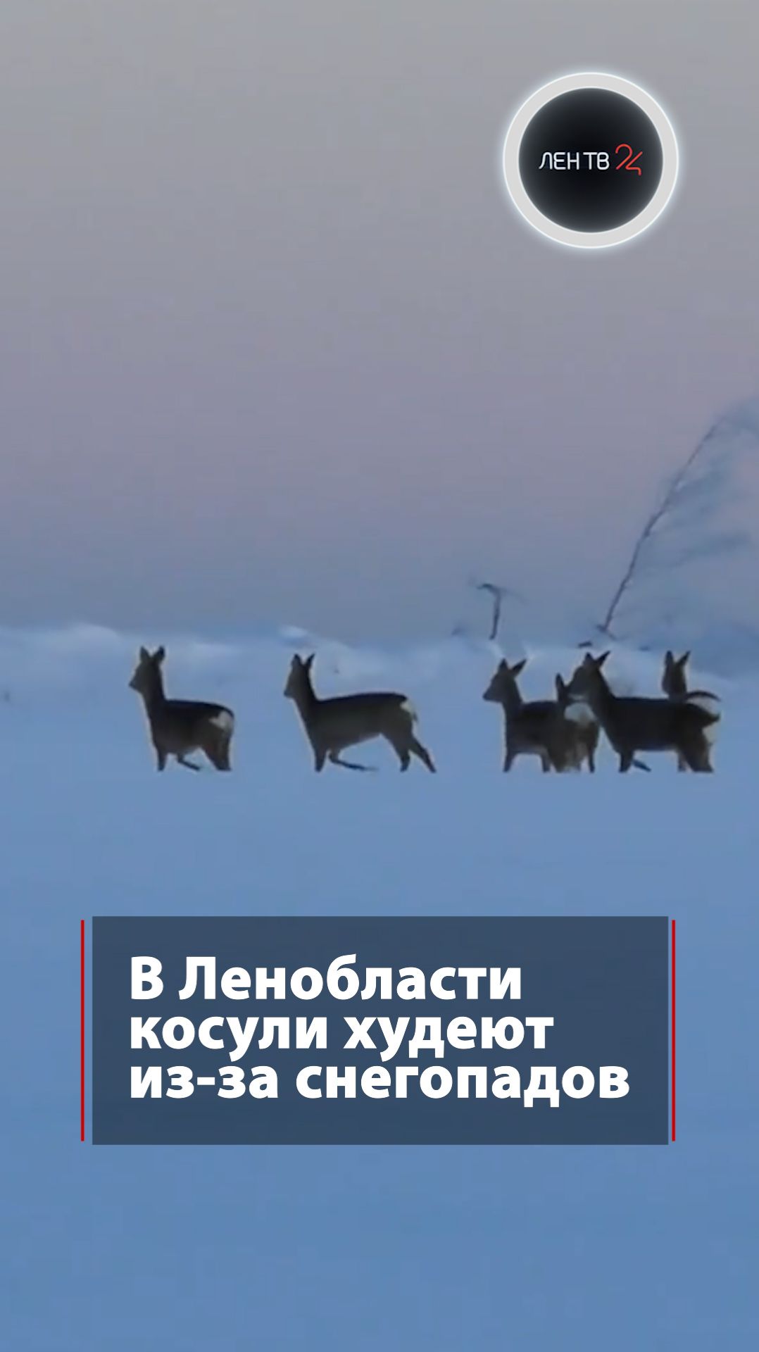 Косули сели на зимнюю диету смотреть онлайн