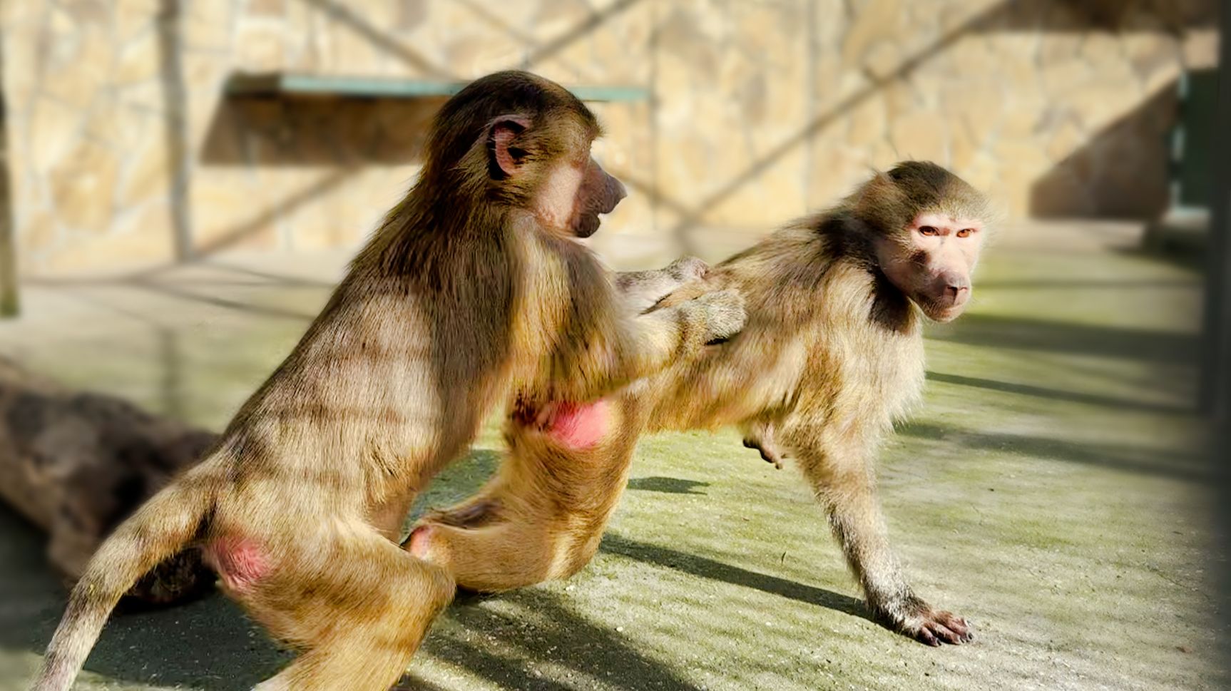 Степа НАШЕЛ МЕТОД УСПОКОИТЬ ЛЮСЮ, защищая Маню! ТАК не делает никто! Степка догадался, МЕГАМОЗГ! смотреть онлайн