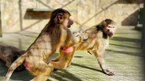 Степа НАШЕЛ МЕТОД УСПОКОИТЬ ЛЮСЮ, защищая Маню! ТАК не делает никто! Степка догадался, МЕГАМОЗГ!