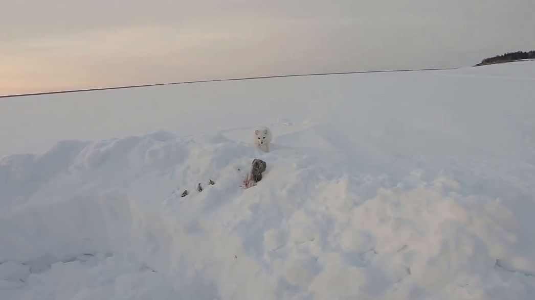 На рыбалку за налимом. Запасливый песец. смотреть онлайн