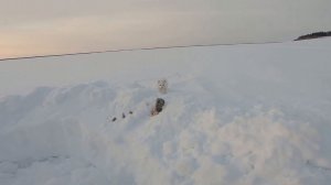 На рыбалку за налимом. Запасливый песец.