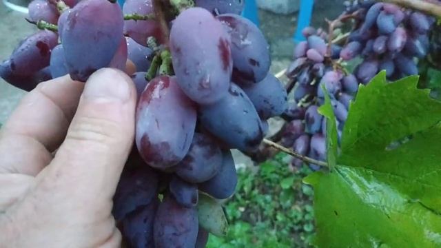 Виноград, Байконур, - красавчик!!! смотреть онлайн