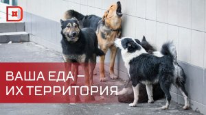 Комитет по ветеринарии советует не кормить бездомных животных в общественных местах