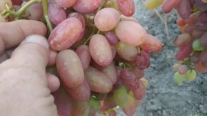 Виноград. Вызревание лозы