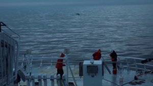 Охотоморская экспедиция: освоено свыше 80 тыс. тонн тихоокеанской сельди