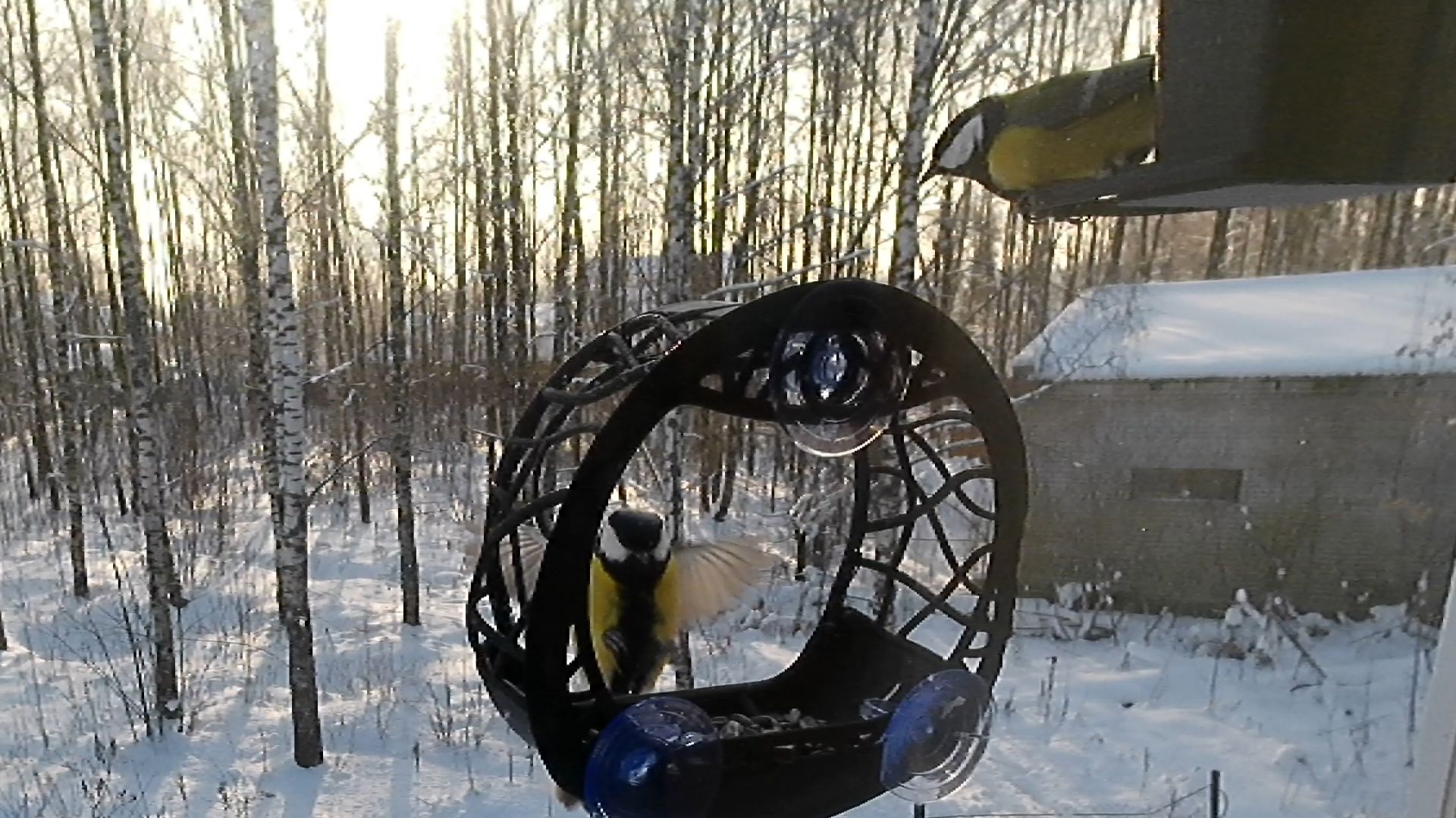 Синицы обедненные смотреть онлайн