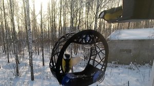 Синицы обедненные