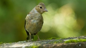 Владимир Швецов - "Зяблик"  (1 часть)