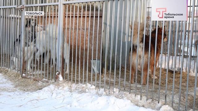 ДЕПУТАТЫ В ПРИЮТЕ смотреть онлайн