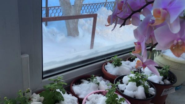 СНЕГОПАД - готовим ТАЛУЮ ВОДУ для полива растений! смотреть онлайн