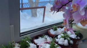 СНЕГОПАД - готовим ТАЛУЮ ВОДУ для полива растений!