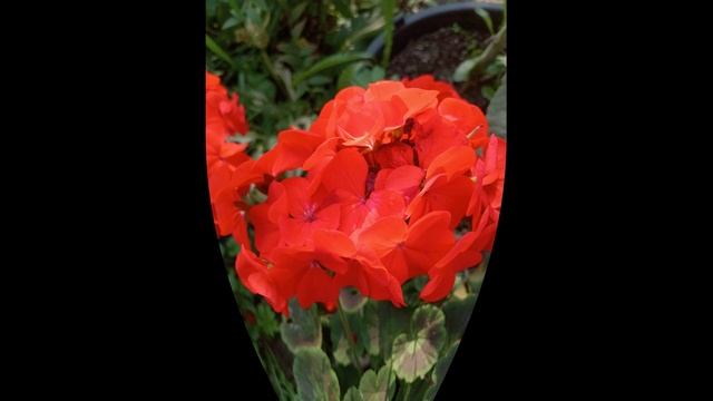 ПЕЛПРГОНИЯ ЗОНАЛЬНАЯ. КАКОЙ СОРТ ВЫБРАТЬ? смотреть онлайн