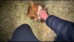 Лиса-Алиса. Лисье логово