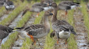 КАЖДЫЙ КИЛОМЕТР ПОД КОНТРОЛЕМ