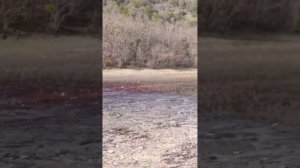 Кипарисы в воде: Кипарисовое озеро Сукко 28 Января 2026 года