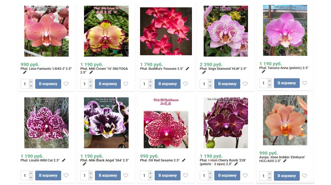 🌸 ПРОДАЖА ОРХИДЕЙ. Предзаказ орхидей на сезон 2026 года. Обзор №3. Купить орхидею. смотреть онлайн