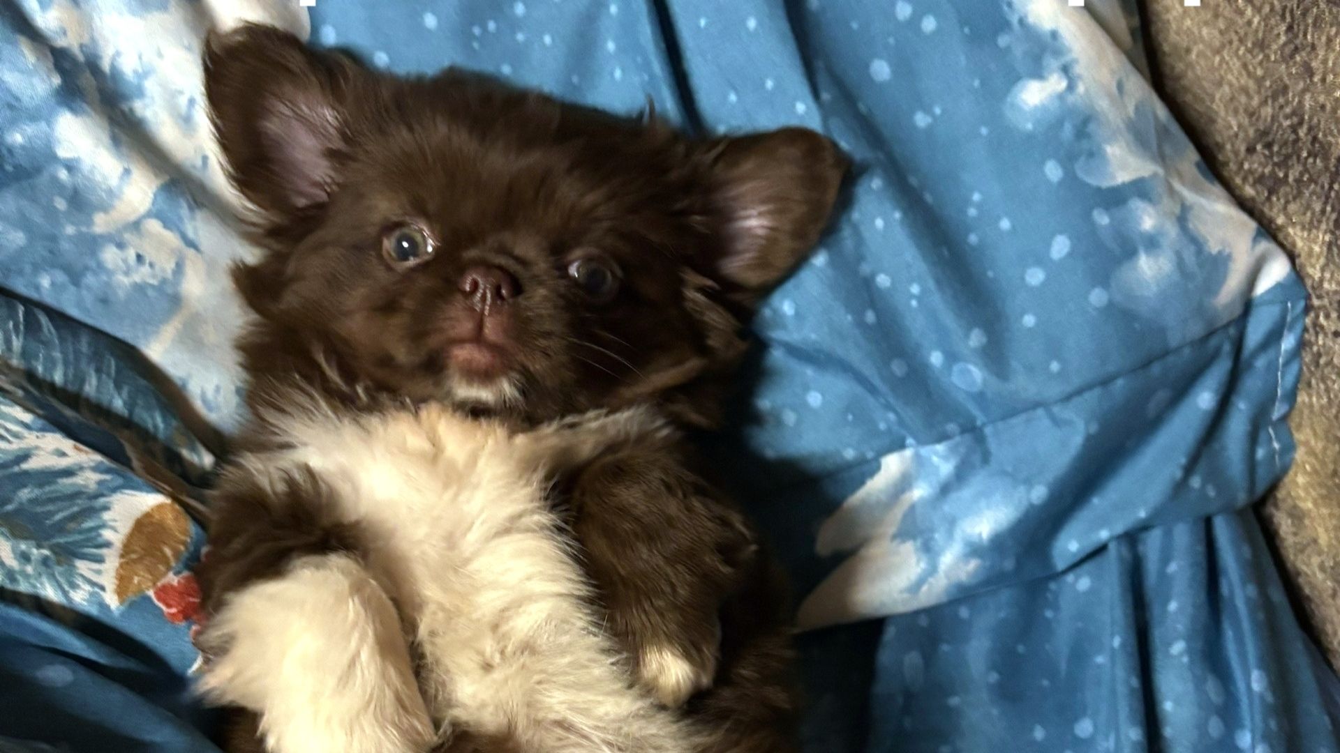 Гипер ласковая и веселая Глаша возраст 2 месяца #купить_щенка_чихуахуа_продаю +79215950848 смотреть онлайн