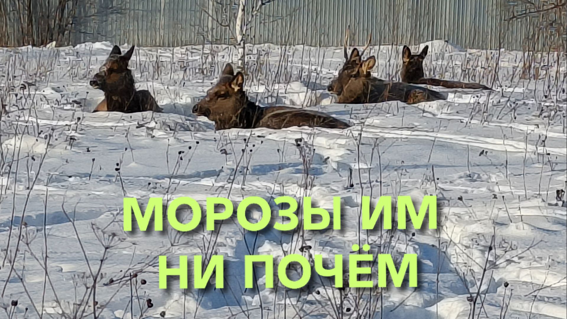 Из-за аномальных морозов дикие животные пришли в деревню смотреть онлайн