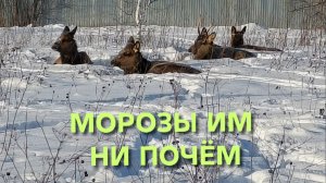 Из-за аномальных морозов дикие животные пришли в деревню