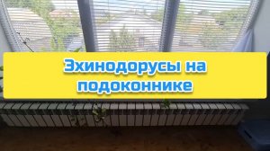 Эхинодорусы на подоконнике