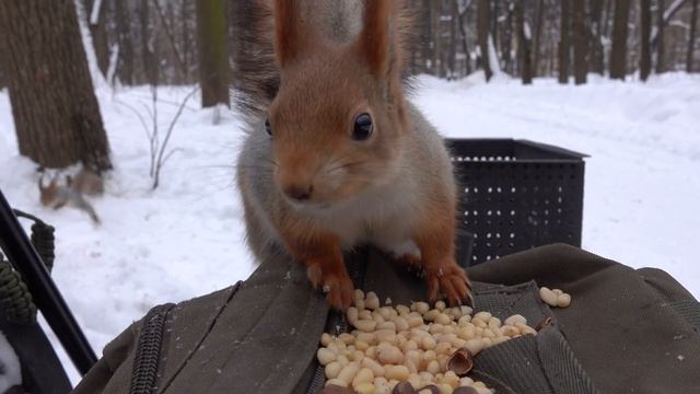 A hungry familiar squirrel смотреть онлайн