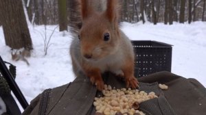 A hungry familiar squirrel