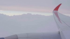 На одном рейсе с тигром