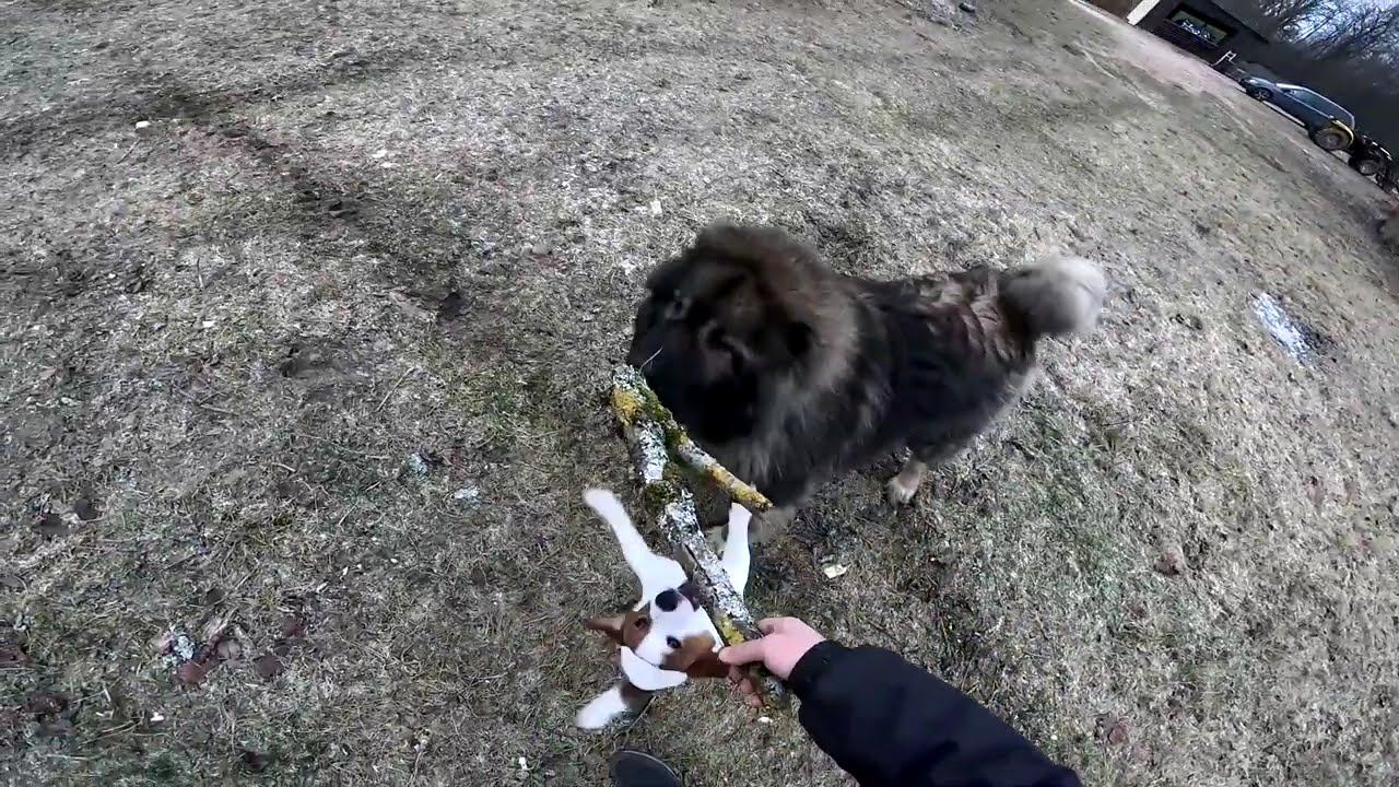 Тормоза надо менять ! Музыка в ниву ! ХУТОР В ЛЕСУ №930 смотреть онлайн