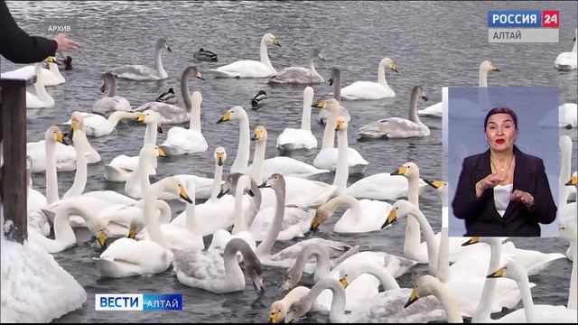 «Вести Алтай» за 28 января 2026 года с сурдопереводом смотреть онлайн