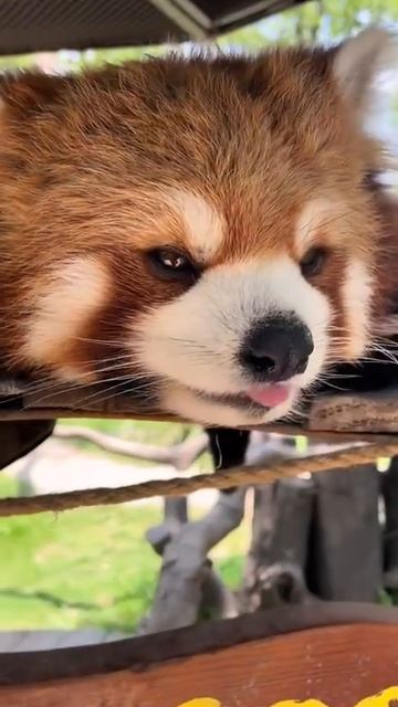 Так разговаривают красные панды😇