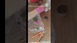 Укоренение ампельной петунии 2026