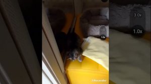 битва с камнеежкой синим! (Вася говорящий кот)