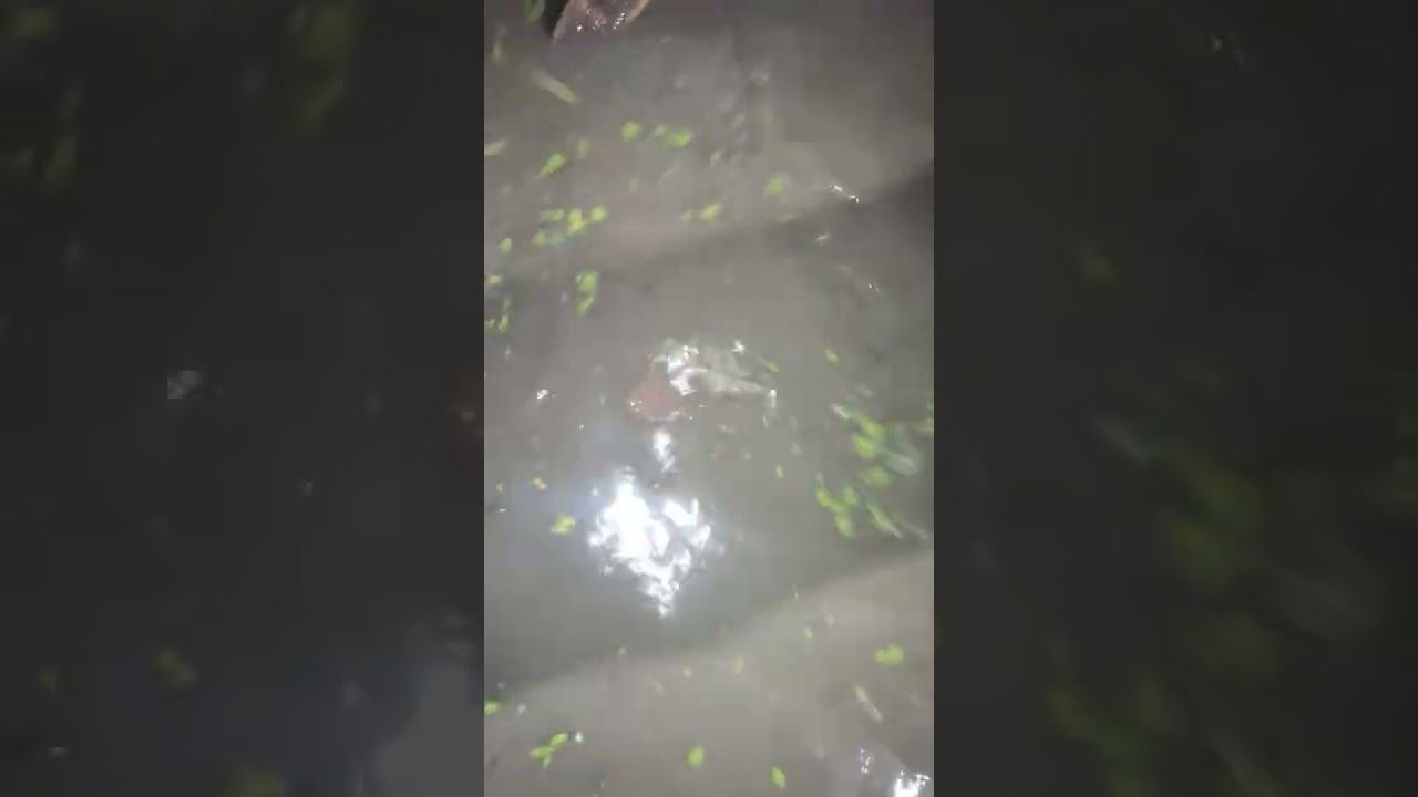 Перепускаем 1500кг карпа в другой пруд часть 2