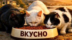 МОРСКИЕ КОТИКИ НА СУШЕ: ВРЕМЯ ЗАВТРАКА. АДЛЕР. 23 НОЯБРЯ 2025 ГОДА.