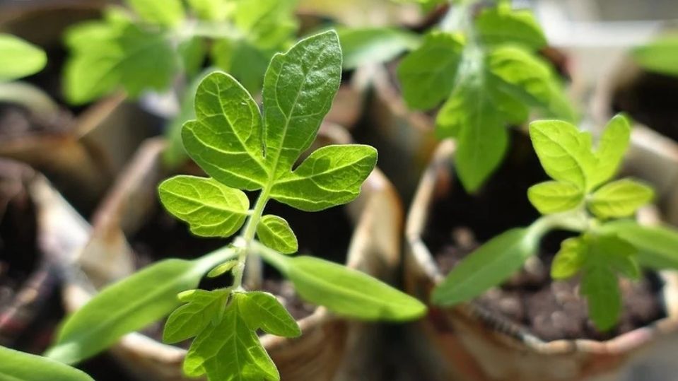 Лунный календарь 2026: февраль март апрель - для посадки томатов в 2026 году. Когда сеять помидоры